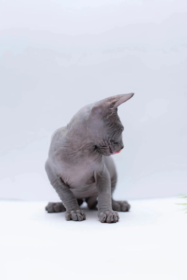 Gray Sphynx kitten sitting and looking down, showcasing its adorable features