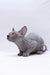 Cute hairless Sphynx kitten, Bennett, with big ears and wrinkly skin