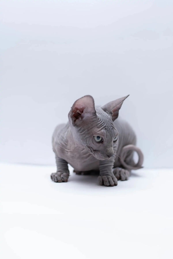 Cute Hairless Sphynx kitten with wrinkled gray skin and big ears, perfect for families