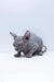 Hairless Sphynx kitten named Bennett crouching on a flat surface