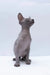 Sphynx kitten Bennett sitting upright with a cute head tilt