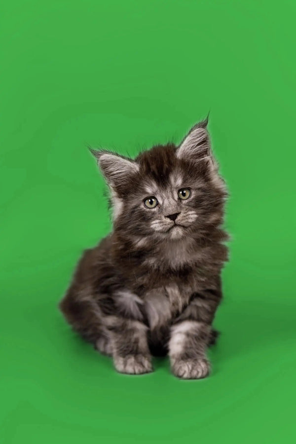 Fluffy gray and white Maine Coon kitten sitting upright, adorable Bentley