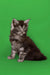 Gray and white fluffy Maine Coon kitten named Bentley sitting upright and playful