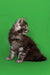 Gray and white striped Maine Coon kitten named Bentley sitting in profile view