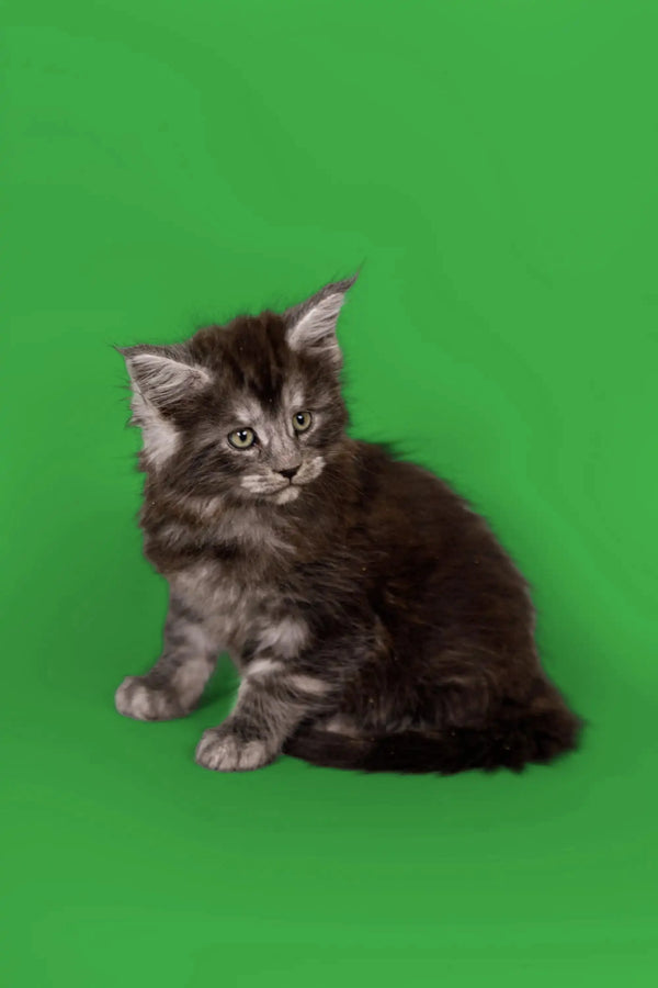Gray tabby Maine Coon kitten Bentley sitting pretty against a vibrant green backdrop