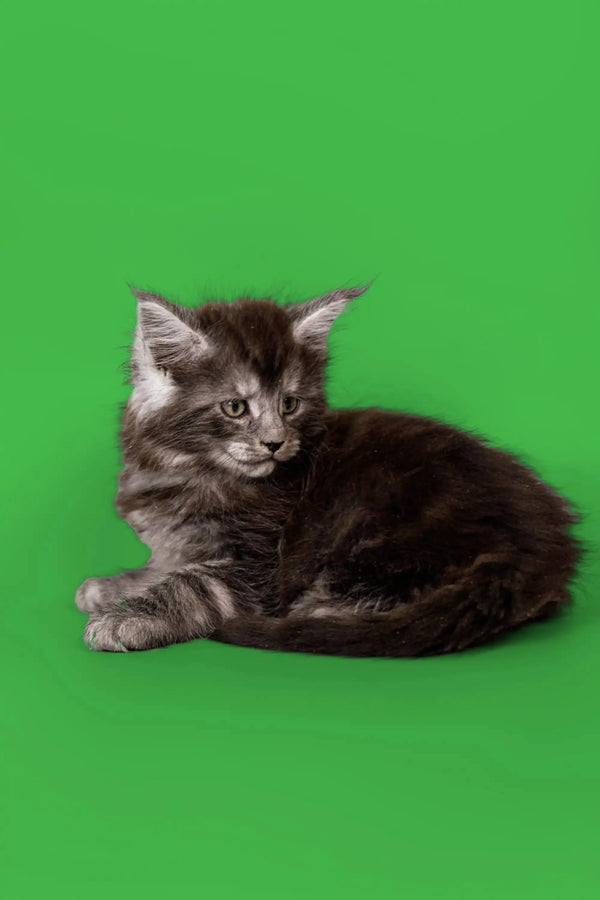 Gray and white fluffy Maine Coon kitten on a vibrant green background