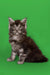 Gray and white fluffy Maine Coon kitten Bentley sitting upright, ready to charm you