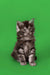 Gray and white fluffy Maine Coon kitten sitting upright, showcasing adorable cuteness