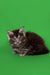 Cute Gray and White Maine Coon Kitten on a Bright Green Background