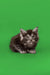 Fluffy gray tabby Maine Coon kitten sitting on vibrant green background