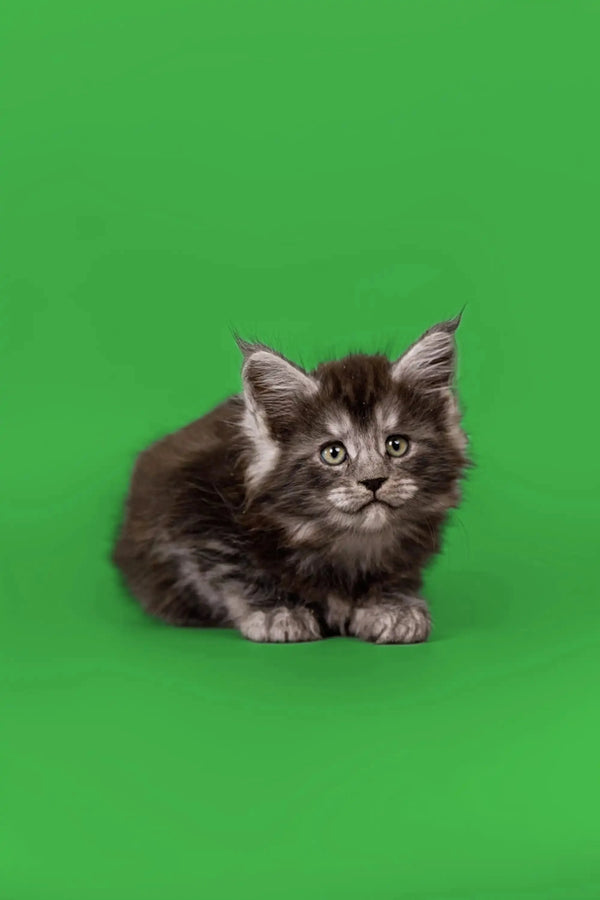 Fluffy gray tabby Maine Coon kitten sitting on vibrant green background