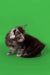 Fluffy gray and white Maine Coon kitten Bentley sitting on bright green background