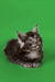 Fluffy gray Maine Coon kitten with pointed ears and alert expression