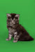 Meet Bentley, the adorable gray and white fluffy Maine Coon kitten sitting upright