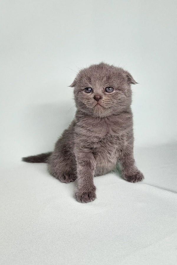 Gray Scottish Fold kitten Bentley with folded ears and a grumpy face looking cute