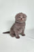 Gray Scottish Fold kitten Bentley with fluffy fur and adorable folded ears