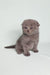 Cute Gray Scottish Fold Kitten Bentley with fluffy body and adorable folded ears