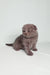 Gray Scottish Fold kitten with folded ears sitting cutely on its haunches, Bentley