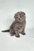 Gray Scottish Fold kitten Bentley with folded ears and round eyes, super adorable