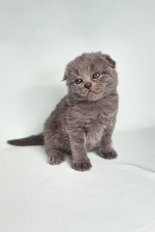 Gray Scottish Fold kitten Bentley with folded ears and round eyes, super adorable