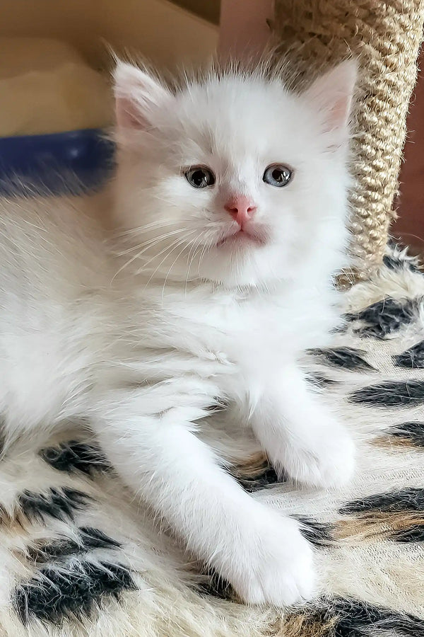 Bentley | siberian kitten