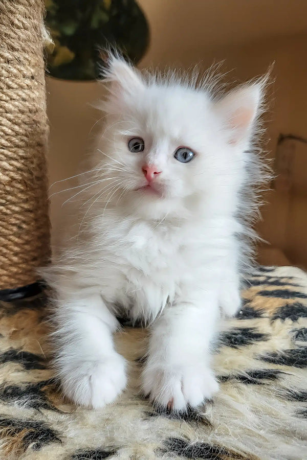 Bentley | siberian kitten