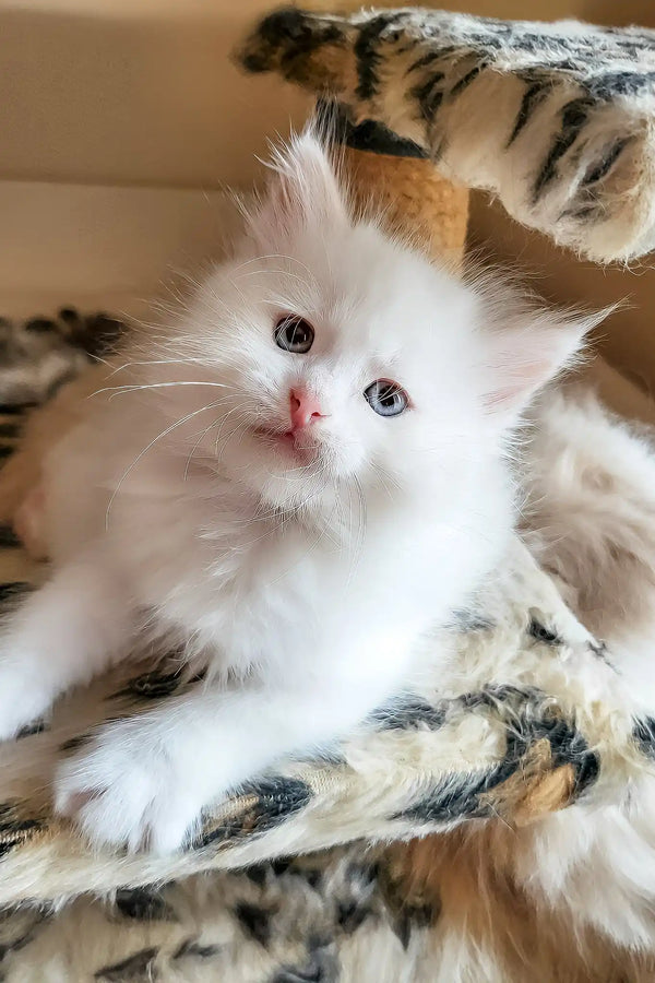 Bentley | siberian kitten