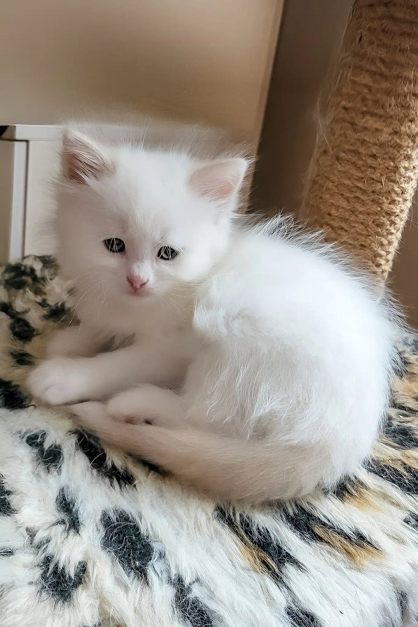 Bentley | siberian kitten