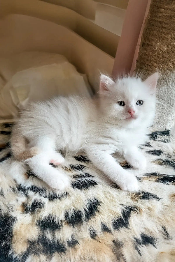 Bentley | siberian kitten