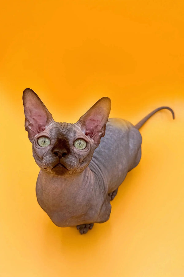 Hairless Sphynx Cats & Kittens for Sale Bento | Bambino