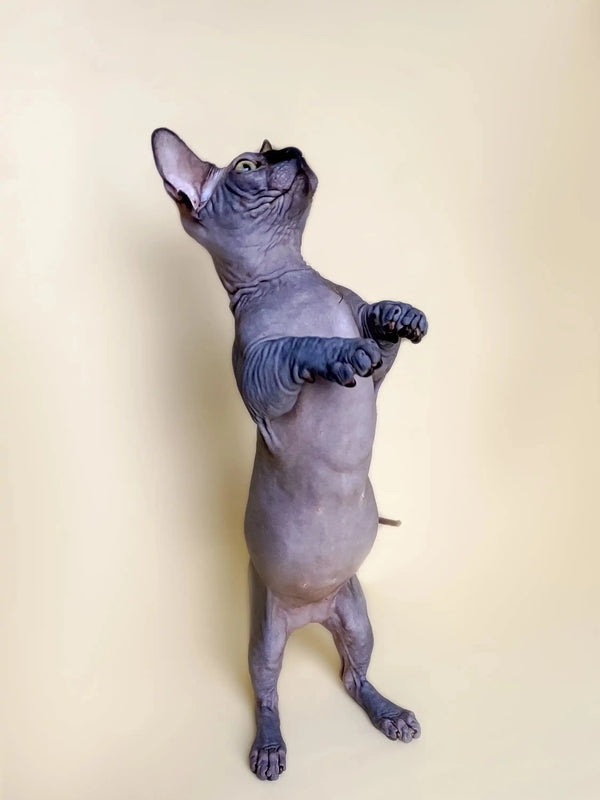 Hairless cat standing tall on hind legs, perfect for your active Bambino Kitten
