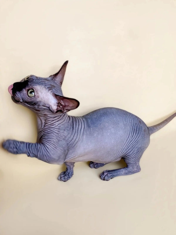 Adorable Hairless Sphynx Bambino Kitten with wrinkled gray skin and large ears