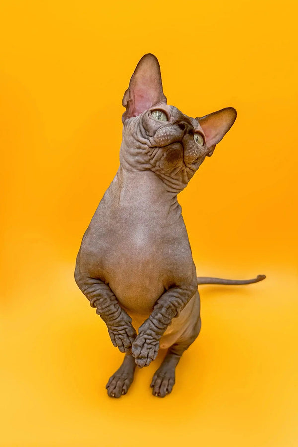 Hairless Sphynx cat sitting upright with head tilted, perfect for active boy Bambino Kitten