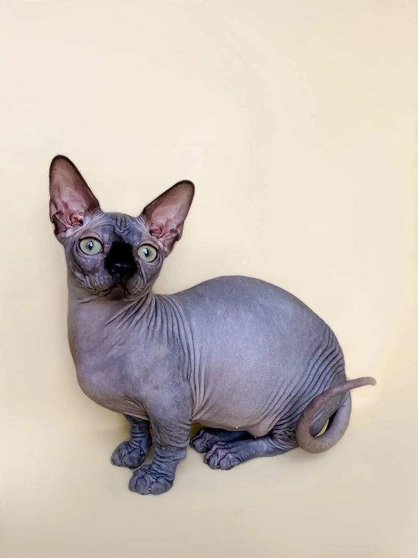Adorable Hairless Sphynx cat from the Bento Bambino Kitten, an active boy companion