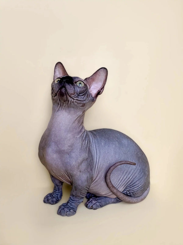 Hairless Sphynx cat with head tilted, perfect for the Bambino Kitten collection