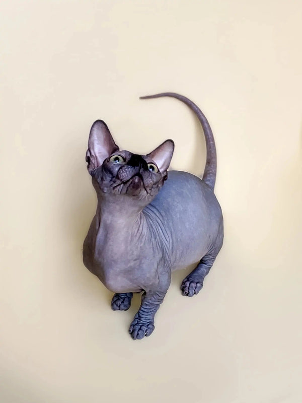 Active boy Hairless Sphynx cat with wrinkled gray skin in Bento Bambino Kitten product