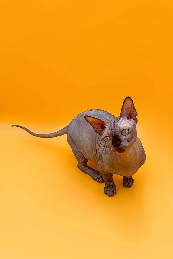 Hairless Sphynx cat with wrinkled skin, perfect for a lively Bambino Kitten owner