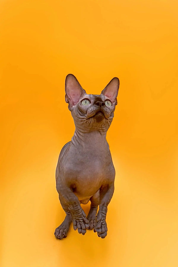 Hairless Sphynx cat sitting upright, showcasing its large ears and unique wrinkles. Perfect for a Bambino Kitten