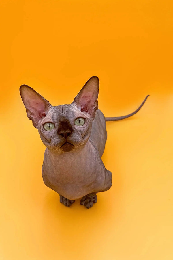 Bambino Kitten with large ears and wrinkled skin, perfect for an active boy