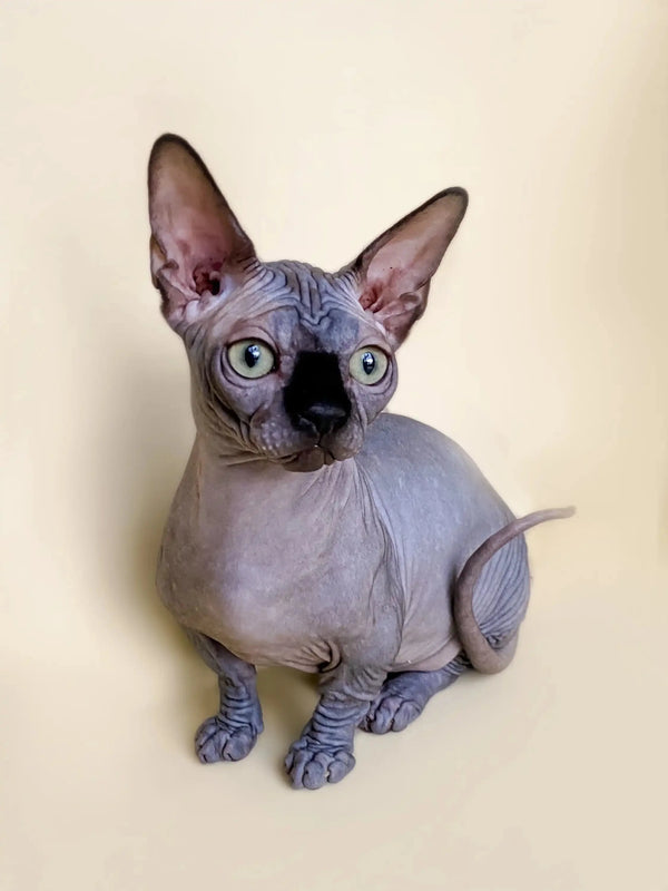 Hairless Sphynx cat with big ears, perfect for an active boy like a Bambino Kitten