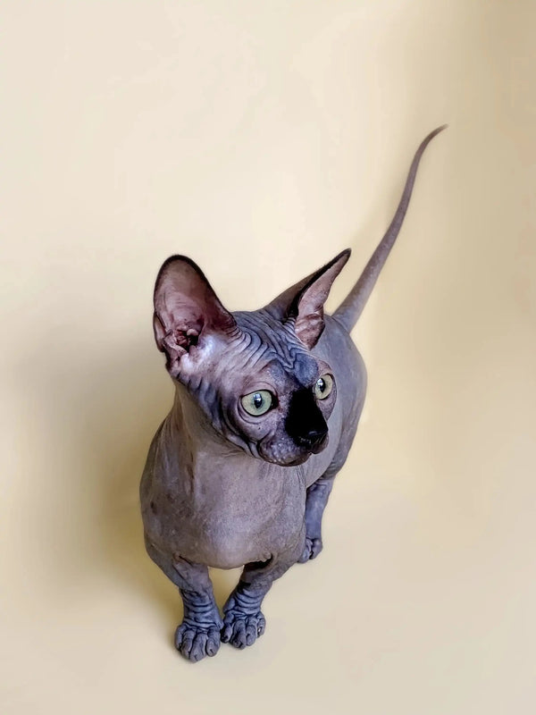 Hairless Sphynx kitten with big ears and wrinkles from Bento | Bambino Kitten collection