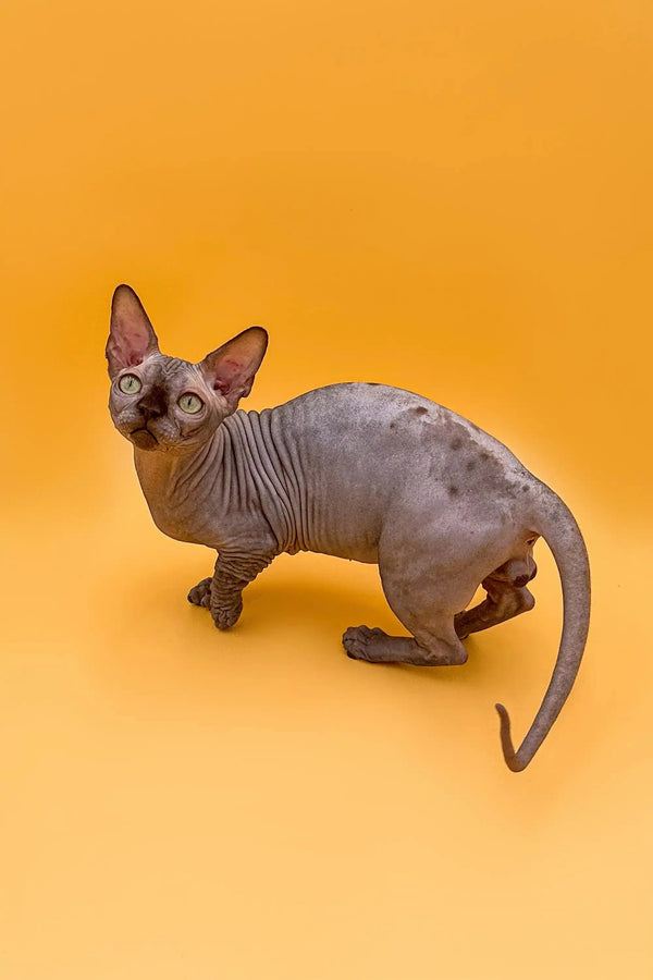 Hairless Sphynx cat with wrinkles and big ears, perfect for the lively Bambino Kitten