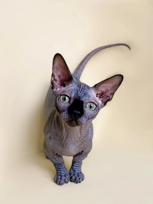Hairless Sphynx cat with big ears and wrinkles, perfect for your active Bambino Kitten