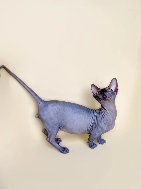 Cute Hairless Sphynx kitten with wrinkled skin and big ears, perfect active boy Bambino