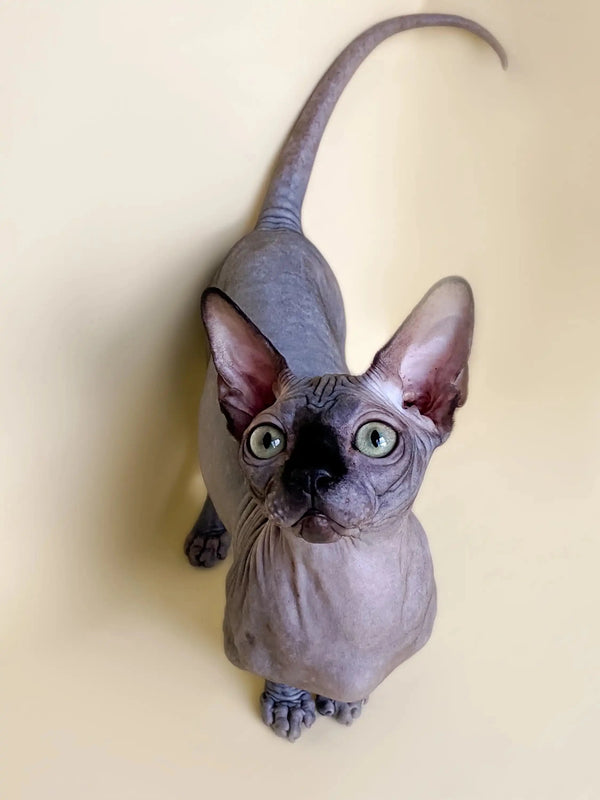 Cute Hairless Sphynx cat peeking at the camera, perfect for an active boy’s Bambino Kitten