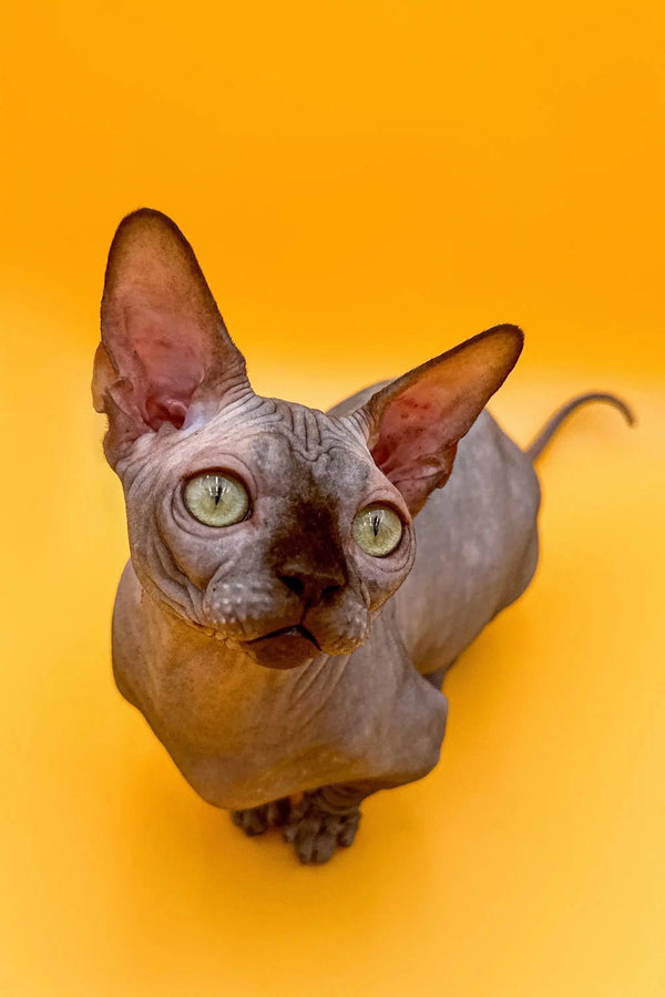 Hairless Sphynx cat with large ears and green eyes, perfect for your Bambino Kitten
