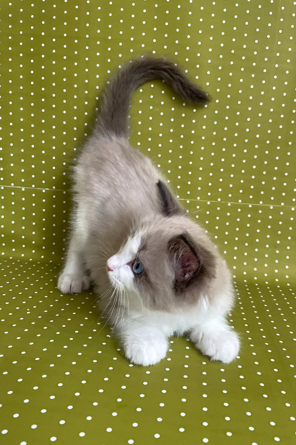 Beril | ragdoll kitten