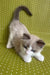 Beril | ragdoll kitten