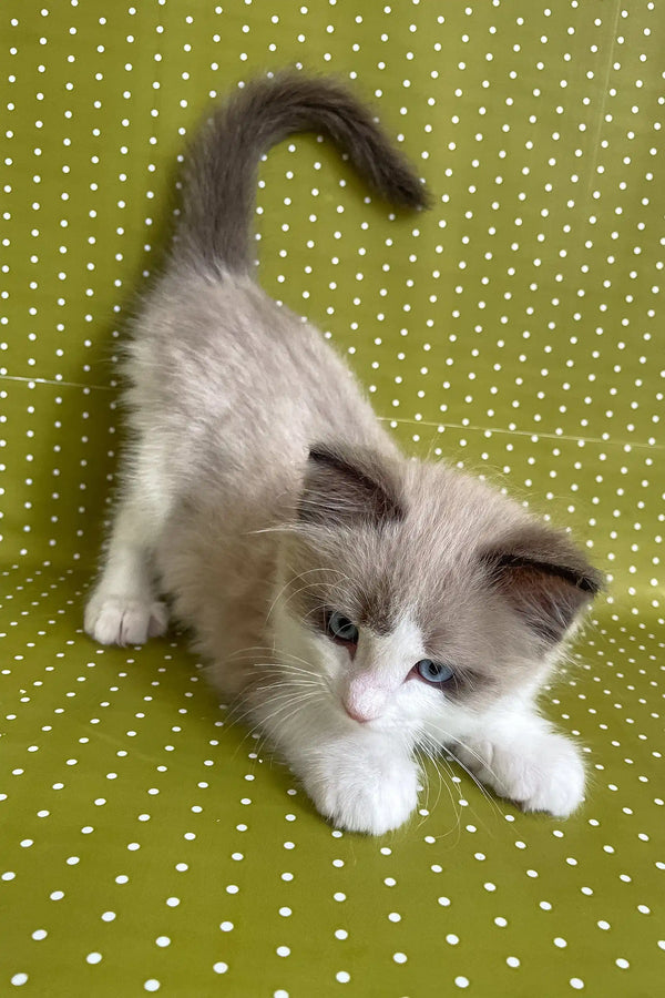 Beril | ragdoll kitten