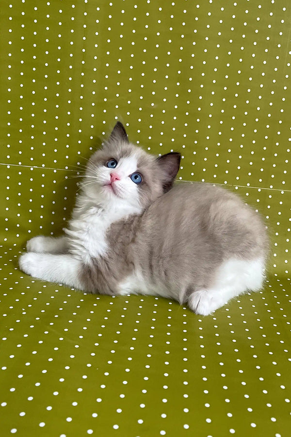 Beril | ragdoll kitten